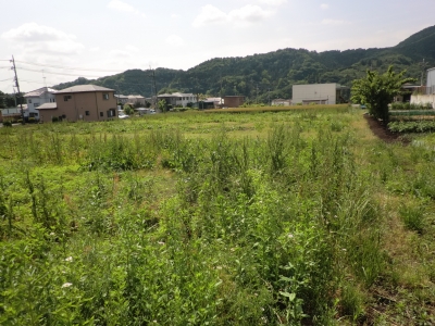 荒れ放題