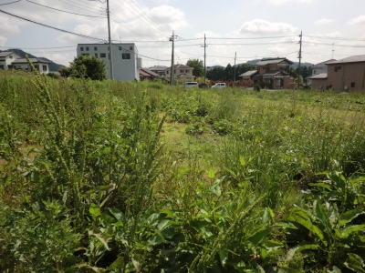 手強い草たち