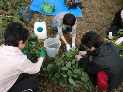 枝豆を取る作業