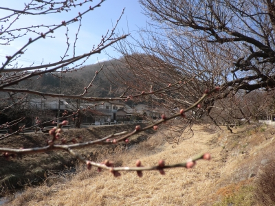 梅のつぼみが膨らんだ