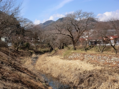 川岸には桜も