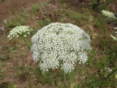 ニンジンの花