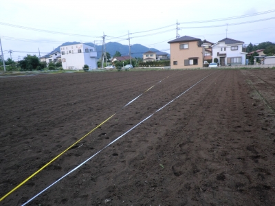 今日も蒔いた