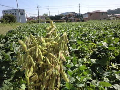 初採りの枝豆