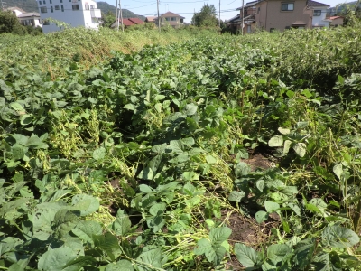 風雨で倒された