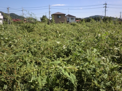 背の高い草のところは