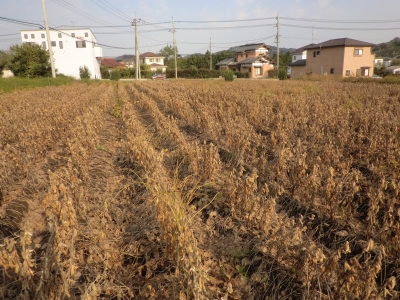 枯れた