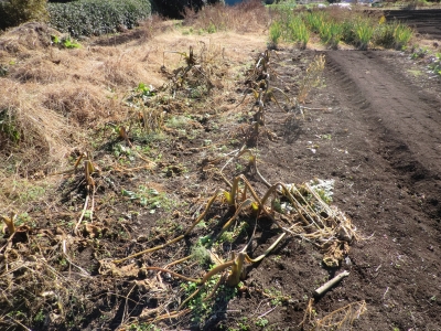 霜で枯れた茎葉