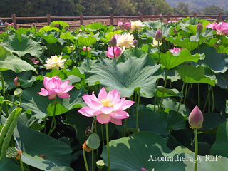 蓮の花を見に行ってきました Aromatherapy Raf