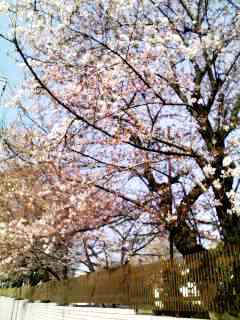田柄川の桜1