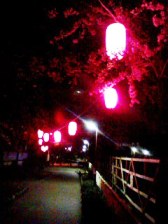 田柄川の桜2