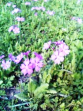 秋ヶ瀬2
