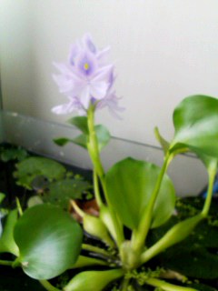 ほてい草1