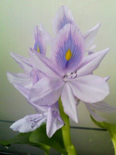 ほてい草2