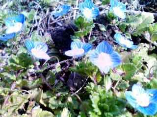 花1