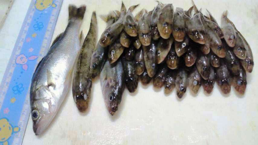 釣果