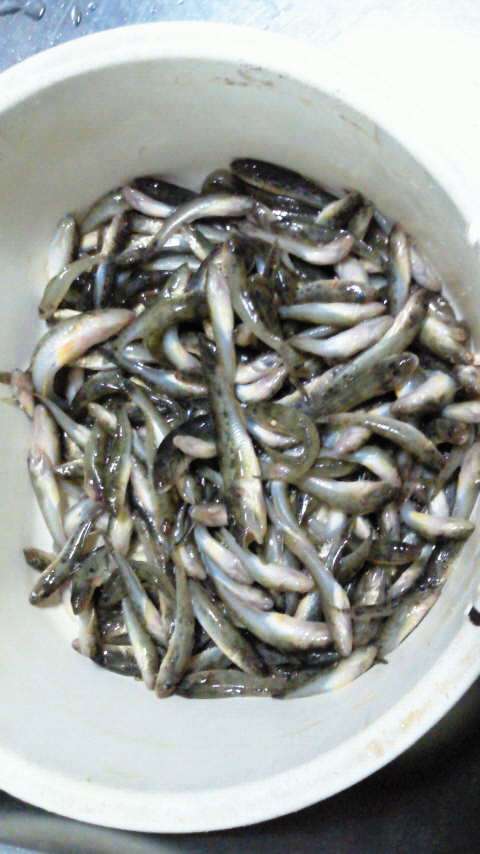 釣果