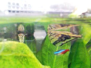 ハチェット