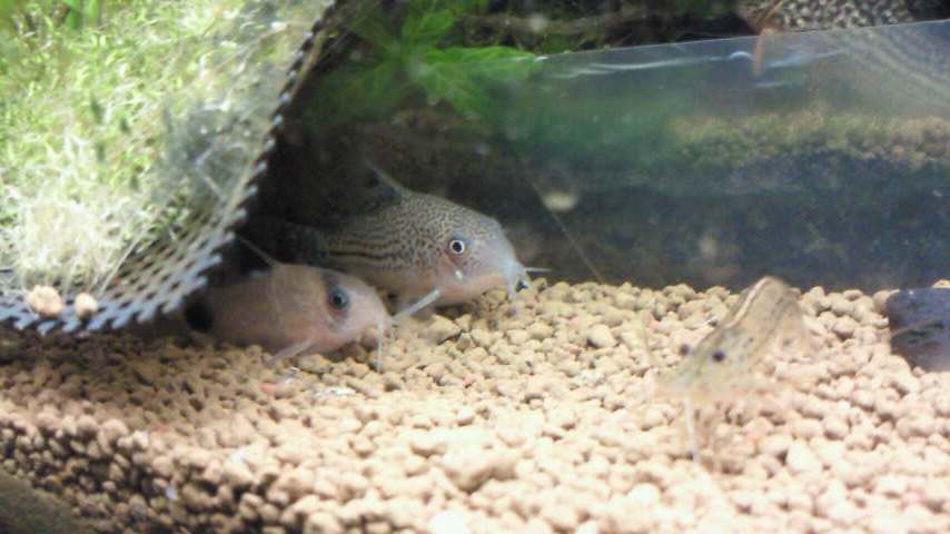 コリ