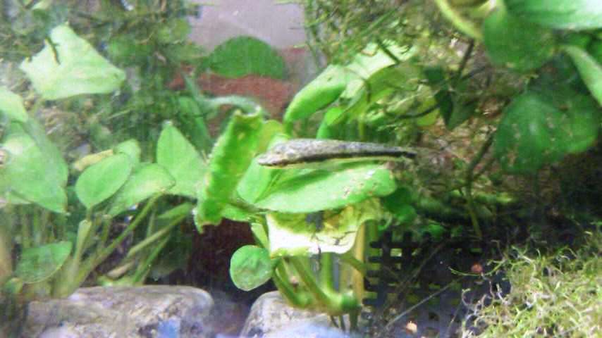 オトシンクルス