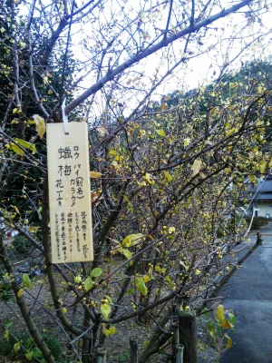 蝋梅1