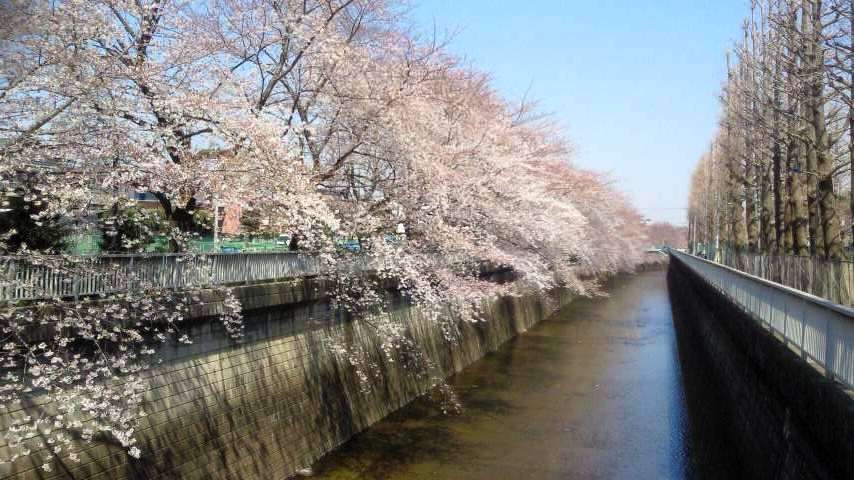 桜