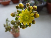 多肉 アエオ チョコチップの花