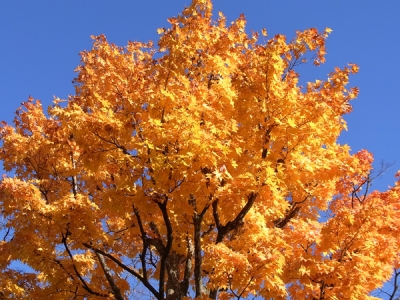 紅葉