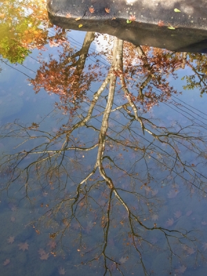 池に映りふたたび紅葉