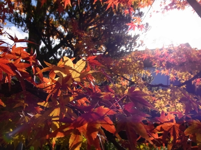 紅葉