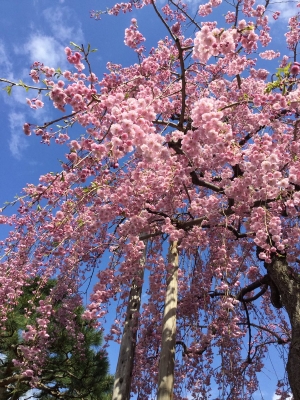 紅八重枝垂桜