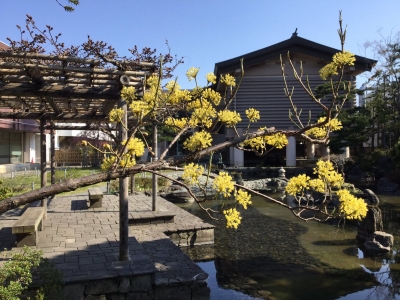 山茱萸