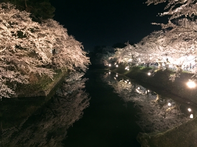弘前公園の夜桜