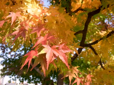 紅葉
