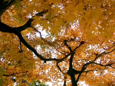 紅葉