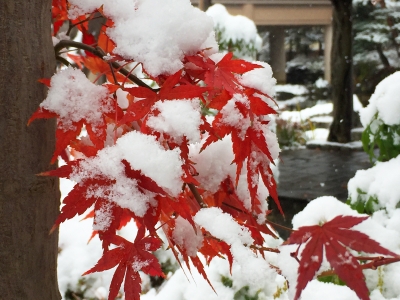 初雪と紅葉