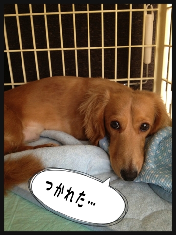 iPhoneImage.png