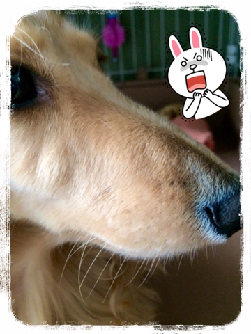 iPhoneImage.png