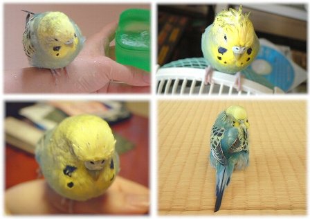 ユズ