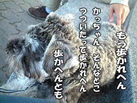 ぼー・・・。