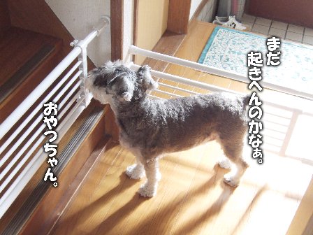 要塞化してる我が家(笑)。