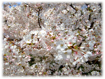 この木だけ満開。