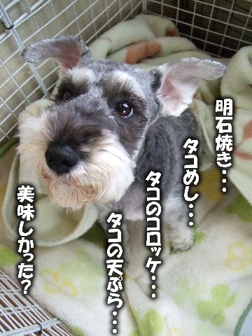 お留守番・・・。