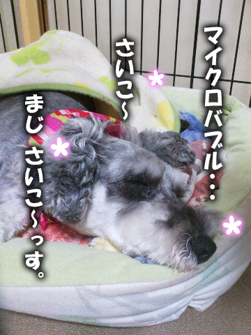 マイクロバブルさいこ〜。