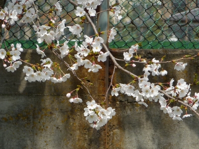 桜がきれい