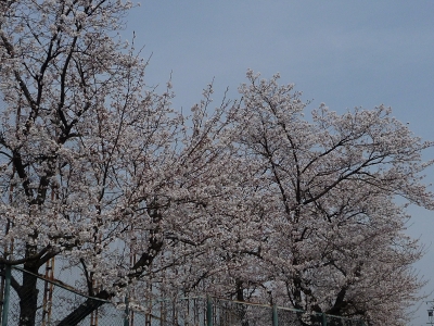 邦友グランド桜