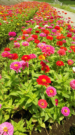 zinia-02