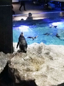 aquarium-01