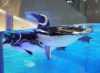 aquarium-02