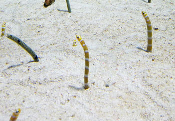 aquarium-04